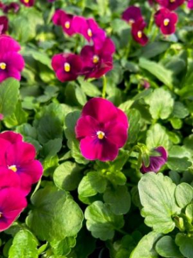 Viola Sorbet Carmine Rose